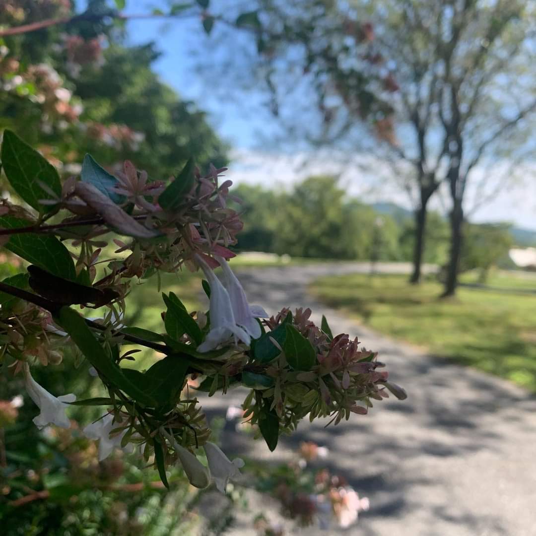 Close-up of flowers in bloom along a sunny park path, surrounded by trees and greenery under a clear blue sky.