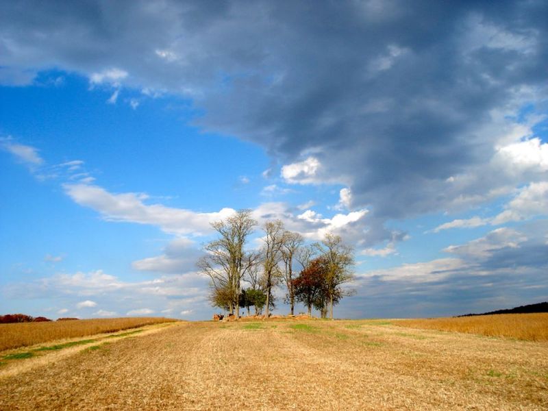 gravesite A row of trees stands alone in an open field under a dynamic sky with contrasting blue and dark clouds. No landmarks visible.