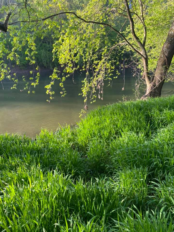 Copy of from SSlater Lush green grass and leafy trees frame a tranquil river scene under clear, sunny skies, creating a serene natural landscape.