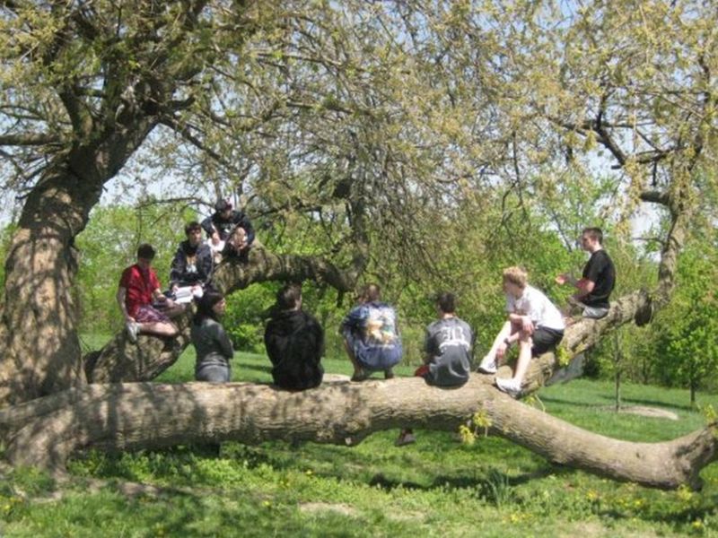 group sitting on tree A group of people sitting on a large tree branch in a green park setting, enjoying a sunny day amidst robust foliage.
